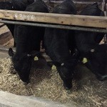 鳥取和牛オレイン55一頭買い専門店 炭火焼肉 さんこう苑 - 仔牛食事中