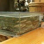 石臼挽き手打 蕎楽亭 - カウンター前の水槽