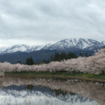 大黒屋 - 水面に映る桜と妙高山