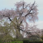 Giomma Ruyama Dou - しだれ桜