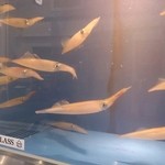 せいもん払い - 元気に泳ぐ烏賊の水槽