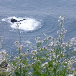 イル キャンティ カフェ 江の島 - テラスからの眺め