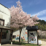 Ajidokoro Takachiyo - 外の看板と桜