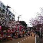 加美家 - 【近隣情報】この日の西公園の桜は綺麗でしたよ～♪