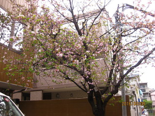 Ajiashokudouramusan - 4月9日（土）隣の家の桜の花びらが名残り惜しそうに散ってます。