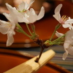 さ行 - 2016年4月_八寸（桜）