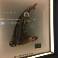 筑紫樓 銀座店 - 