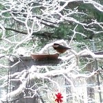 ミオンエシカルキッチン＆カフェ - オレンジ色がかった鳥が来ていました 2016/04