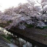 Yasaipan Nomise Machi No Kafe Vi-Bo - 170年以上の川路桜の古木
                        対岸側から。