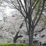 ベッカライ ビオブロート - お店のお隣にある宮前公園2016.4.3桜
      
