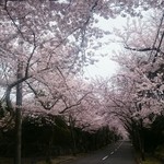 Garamumasara - お店の前には桜並木が続いています