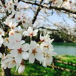 Denenno Shokutaku Noeru - 上和田緑地キャンプ場の桜