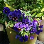 さらの木 - （2016/2月）庭のお花