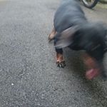 ラーメン太七 - 老齢ですが元気一杯夢一杯の最高に利口なワンコちゃんでした♪