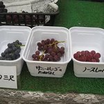 出山果樹園 - 今日の試食ブドウ　その１