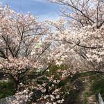 ジェラートフレスコ - 工場の隣の桜並木