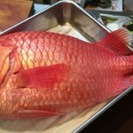 よねさん - 恵比寿鯛（別名：具足鯛）