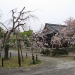 Ichibaku Nanasai - 紅枝垂れ＠上品蓮台寺(2016.04)