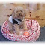 鉄板料理 風神 - よつばちゃん　2016.01