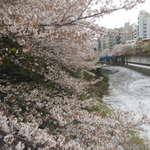 鉄板料理 風神 - 目黒川の桜の風景　2016.4