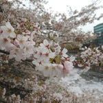 鉄板料理 風神 - 目黒川の桜の風景　2016.4