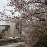 鉄板料理 風神 - 目黒川の桜の風景　2016.4