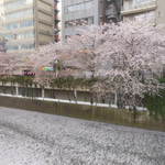 鉄板料理 風神 - 目黒川の桜の風景　2016.4