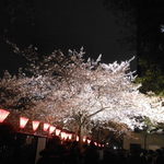 鉄板料理 風神 - 目黒川の夜桜の風景　2016.4