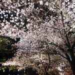 鉄板料理 風神 - 目黒川の夜桜の風景　2016.4