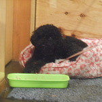 鉄板料理 風神 - クローバーちゃん　2016.4