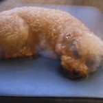 鉄板料理 風神 - よつばちゃん　2016.4