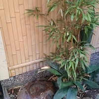 やげんぼり 赤坂店 - 