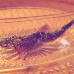 京懐石 吉泉 - 鮎の塩焼き