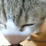 たいこまんじゅう京太郎 - 愛猫も大満足♪