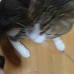 たいこまんじゅう京太郎 - 1人遊びしている所に「たいこまんじゅう」のアンコを見せてみると････