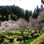 Chuukasoba Konno - オマケ・鶴岡の梅林公園です