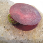 シック プッテートル - アミューズ3（ビーツとフォアグラ）UP