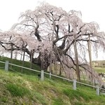 三春茶屋 - 三春滝桜
            今年も咲かせて貰えました
            ありがとう