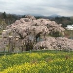 三春茶屋 - 2016.4.13 の滝桜