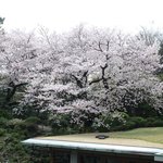 ザ・ガーデン - 曇り空だが見事な一本木で満開の桜