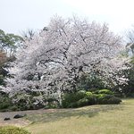 ザ・ガーデン - 曇り空だが見事な一本木で満開の桜