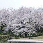 ザ・ガーデン - 曇り空だが見事な一本木で満開の桜