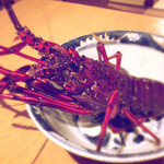 御料理 樋渡 - 伊勢海老