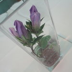 レストラン ファロ 資生堂  - あしらい