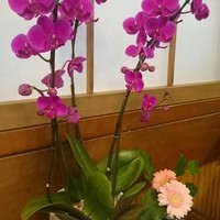 うなぎの新甫 - 今日のテーブルのお花♡