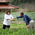 里山イタリアンAJIKURA - のらぼう菜の収穫