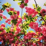 いざかや ほうせいどう - 近くの目黒川沿いの八重桜