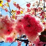 いざかや ほうせいどう - 近くの目黒川沿いの八重桜