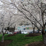 Holiday Inn - 桜満開です。