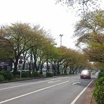 ワン・ツー・ドン - ２０１６年４月１６日現在、市役所通りの桜はほぼ葉桜。前に桜吹雪の中数えてみたら２９２本くらいありました。